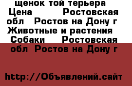 щенок той терьера › Цена ­ 500 - Ростовская обл., Ростов-на-Дону г. Животные и растения » Собаки   . Ростовская обл.,Ростов-на-Дону г.